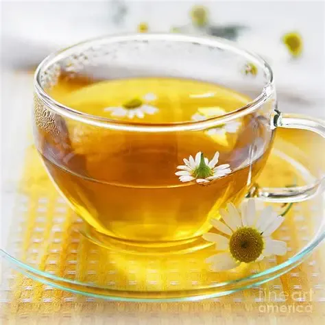 Camomile